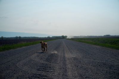 Dog walking on road