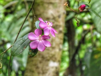 Close-up of pink flowers blooming outdoors