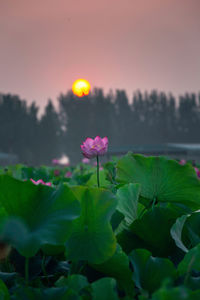 Close-up of pink flowering plants against sky during sunset