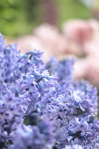 Close-up of purple flowering plant