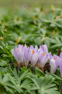 Close-up of purple crocus flowers on field