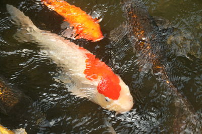 High angle view of fish swimming in lake