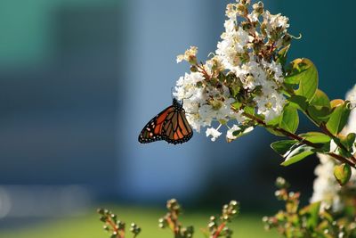 Close-up of butterfly pollinating on flower