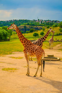 Giraffe standing on field