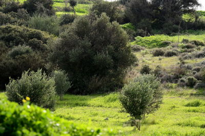 Plants growing on land