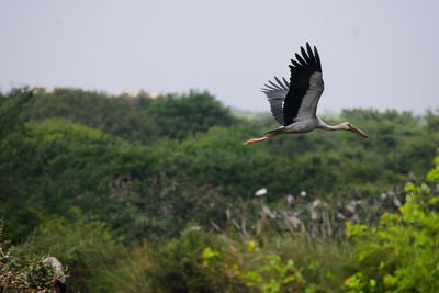 Bird flying over a land