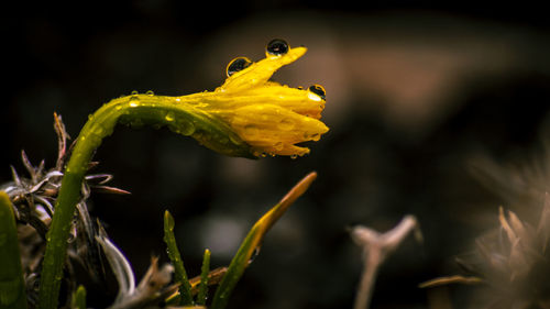 Close-up of yellow flowering plant