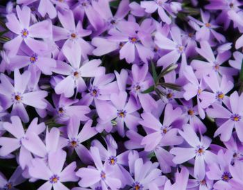 Full frame shot of purple flowering plants