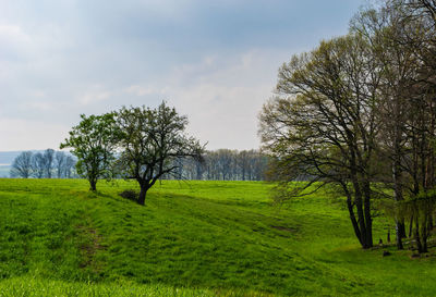 Slope at the edge of a forest near neundorf a.d. eigen in germany in may 2019