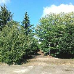 Trees against sky