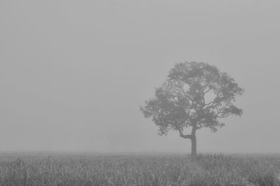 Tree in field against clear sky