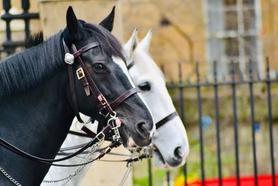 Close-up of a horse