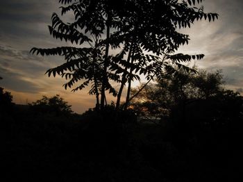 Silhouette tree against sky during sunset