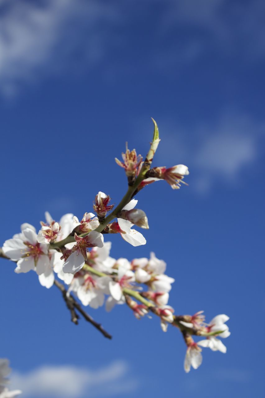 flower, freshness, growth, low angle view, fragility, branch, beauty in nature, nature, blossom, petal, tree, sky, cherry blossom, white color, twig, in bloom, blue, blooming, close-up, focus on foreground