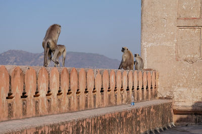 View of monkey on wall against the sky