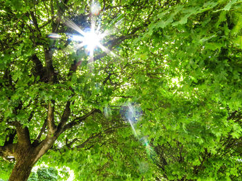 Low angle view of trees against sunlight