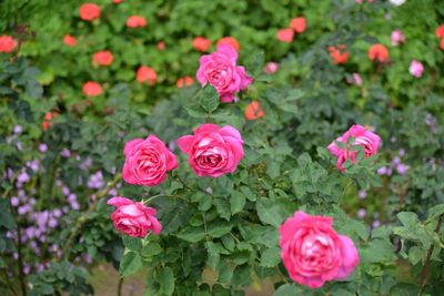 Close-up of pink rose bouquet