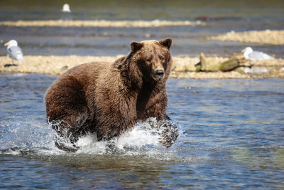 Alaskan brown bear fishing for sockeye salmon