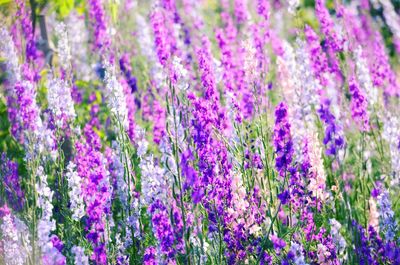 Close-up of purple lavender flowers in field