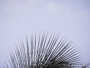 Low angle view of palm leaf against clear sky