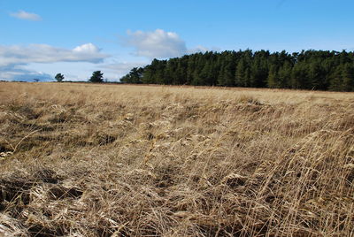 Scenic view of field against sky