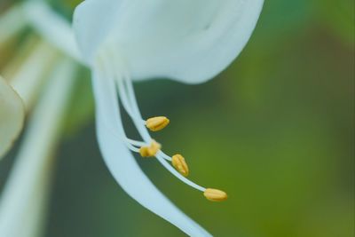 Close-up of white flowering plant