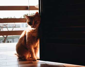 Cat sitting on floor against window