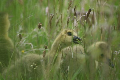 Close-up of crab on grass