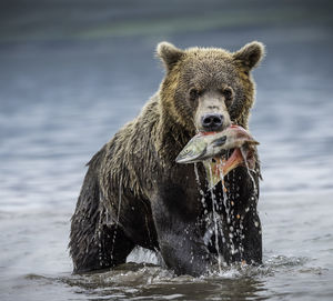 Portrait of bear carrying fish in mouth on lake