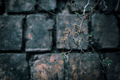 Close-up of plant against wall