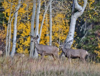 Deer in aspen