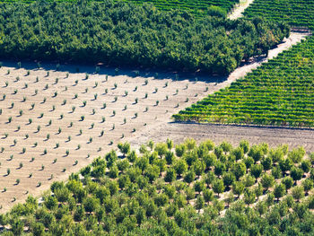 High angle view of plants by trees