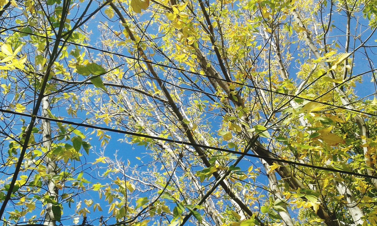 tree, low angle view, branch, growth, nature, beauty in nature, yellow, tranquility, clear sky, blue, sky, leaf, autumn, sunlight, day, outdoors, no people, green color, scenics, backgrounds