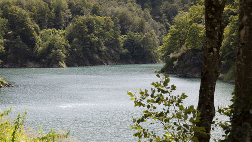 Scenic view of river amidst trees in forest