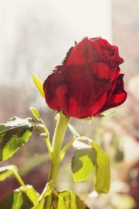 Close-up of red flower blooming outdoors