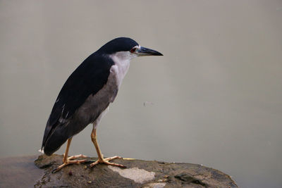 Close-up of bird perching on rock