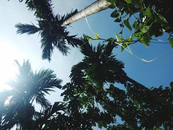 Low angle view of palm trees against sky