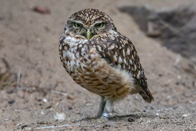 Close-up portrait of a bird