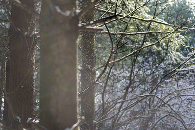 Close-up of bare trees in forest during winter