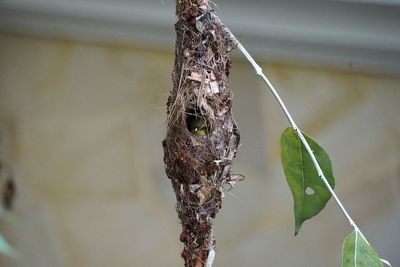 Close-up of spider on web