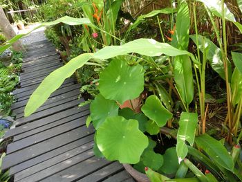 Close-up of fresh green plant