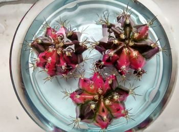 High angle view of flowers in plate on table