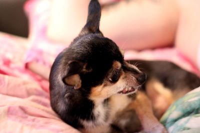 Close-up of dog relaxing on bed at home