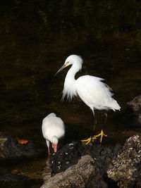 Close-up of white heron perching on rock by lake