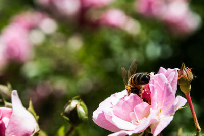 Close-up of bee on pink flowers