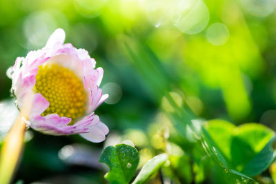 Close-up of pink flowering plant