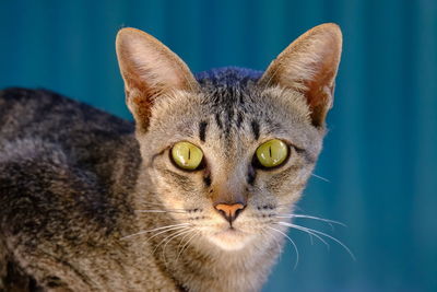 Close-up portrait of a cat