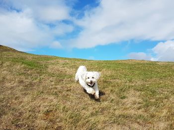 Portrait of a dog on field