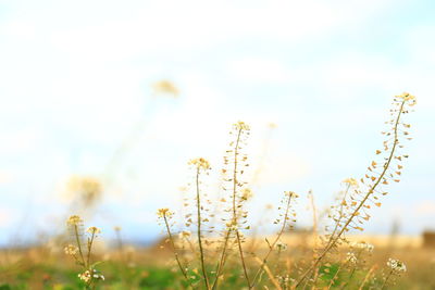 Close-up of flowers blooming in field
