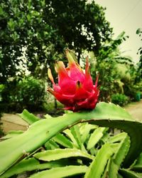 Close-up of flower growing on plant